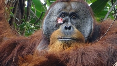 Впервые в истории: Человекообразные обезьяны используют лекарственные растения для лечения ран