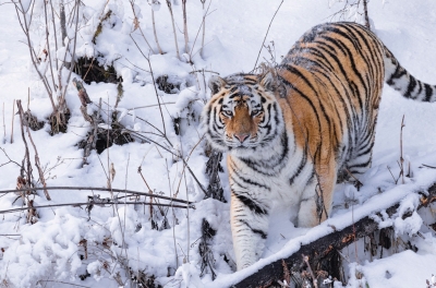 В Приморье нашли расчлененный труп краснокнижного амурского тигра